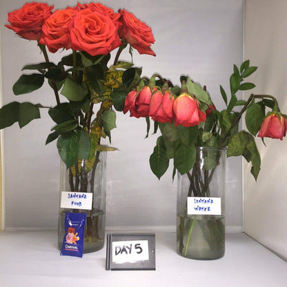 Chrysal Flower Boost – Clear Flower Food Packets for Flower Arrangements & Bouquets – Floral Supplies for Fresh Flowers – Fresh Flower Arrangements Supplies 5g