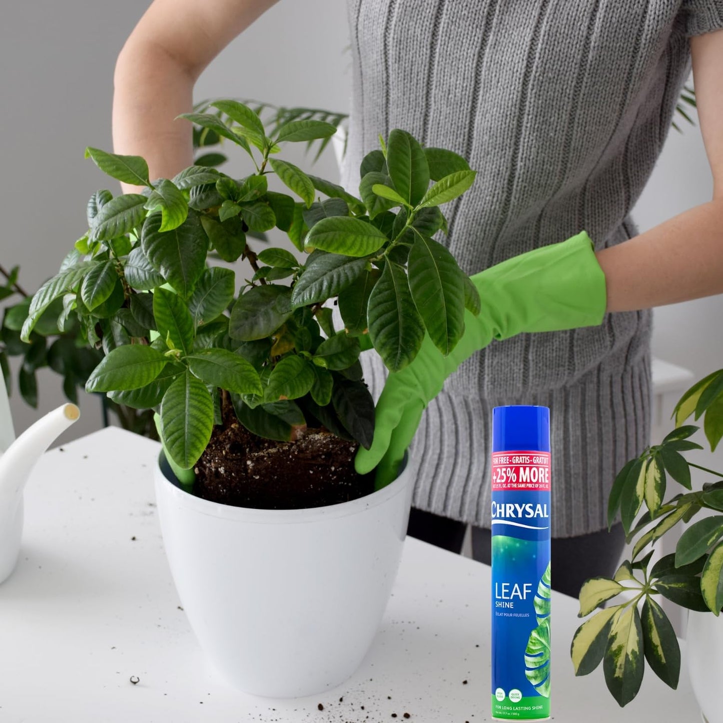 Chrysal Leafshine Aerosol Spray 25 Ounces Bundled by Evergreen Farm and Garden (12 Pack)